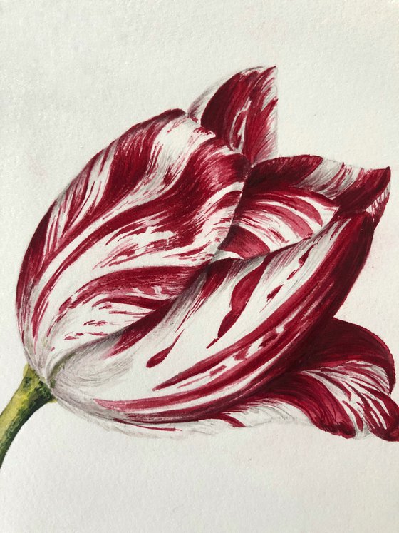 Tulip. My interpretation of the work by the English entomologist Alexander Marshall (1620-1682)