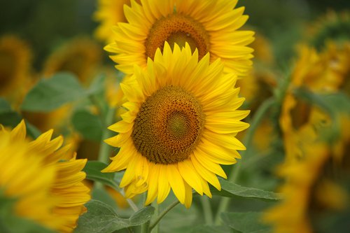 Favorite sunflowers by Sonja  Čvorović