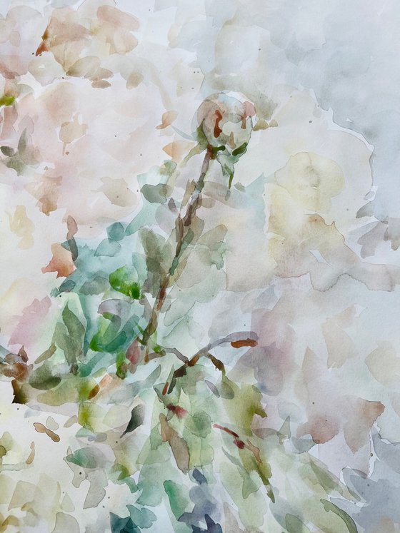 Peonies 50x65 cm 2025