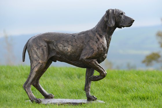 Pointing Weimaraner FB