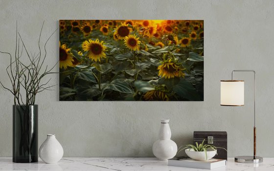 Golden Silence II – Field of Warmth