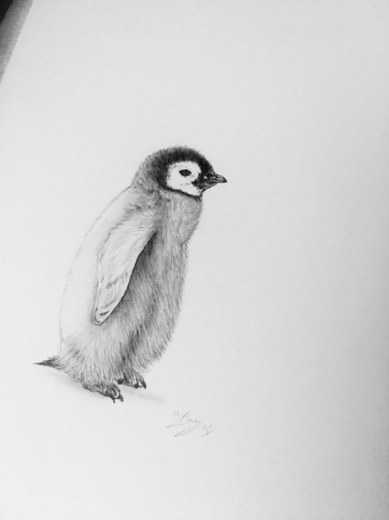 Penguin chick