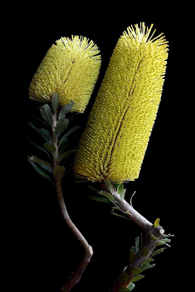 Botanical Photograph By Nadia Culph, 24 X 35", Yellow Banksia Praemorsa, Original Artwork