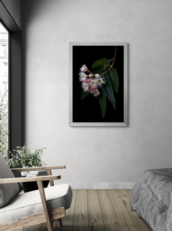 Corymbia Snowflake Gum