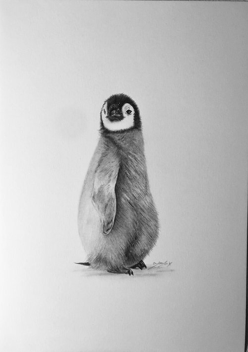 Penguin chick by Amelia Taylor