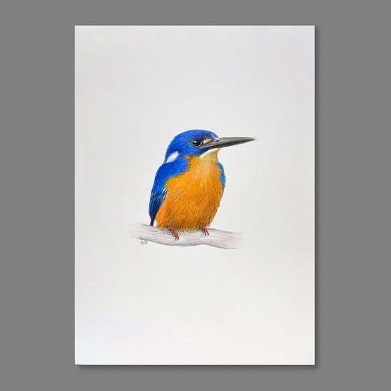 Azure Kingfisher