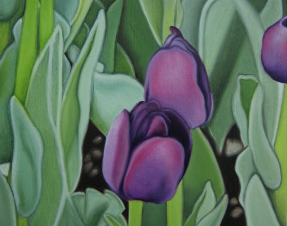 Purple Tulips