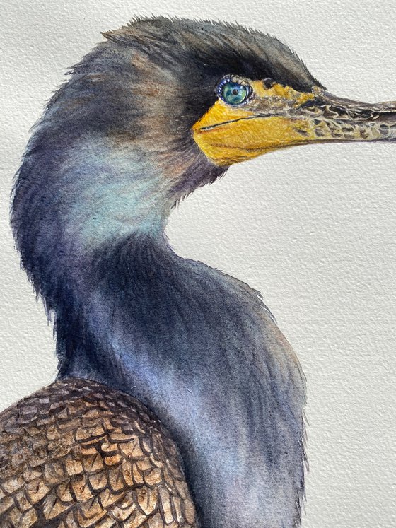 Great cormorant, bird portrait
