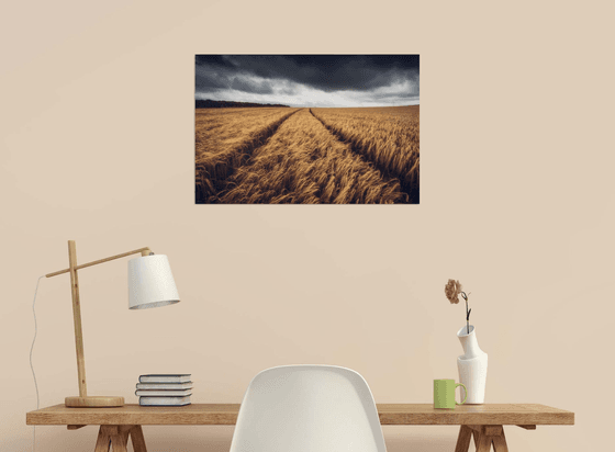 Cereal crops on a stormy day