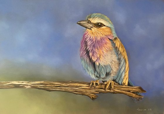 Lilac breasted roller bird painting