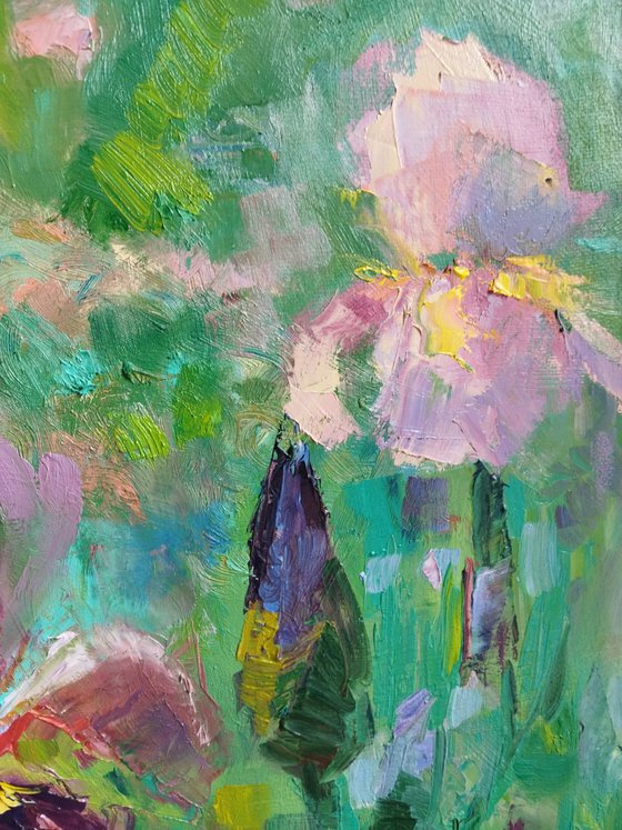 Blush Irises in Bloom