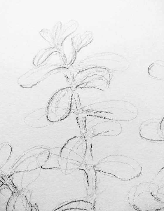 Money Tree. Original pencil drawing.