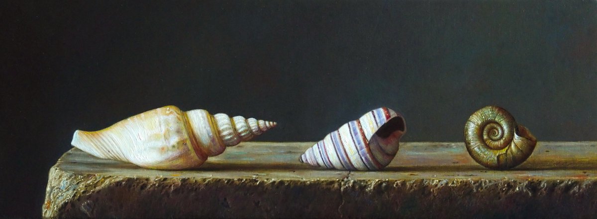 Three shells by Marco Festa