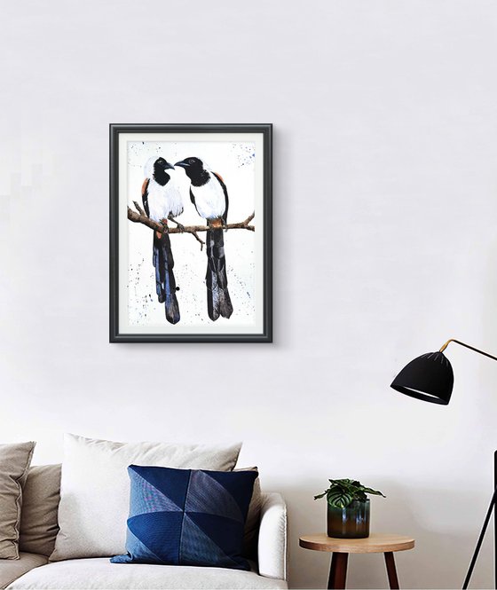 White-bellied Treepie Birds