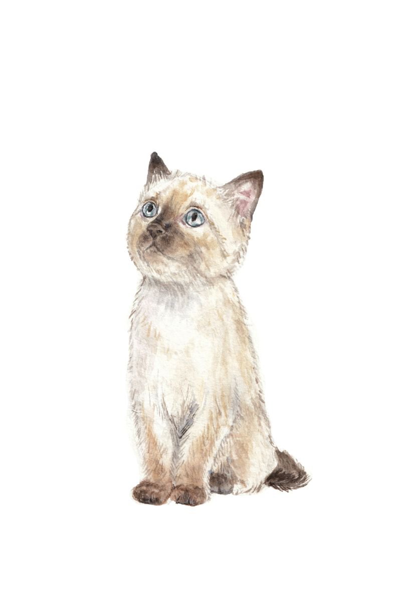 Siamese Cat Original Watercolor by Lauren Rogoff