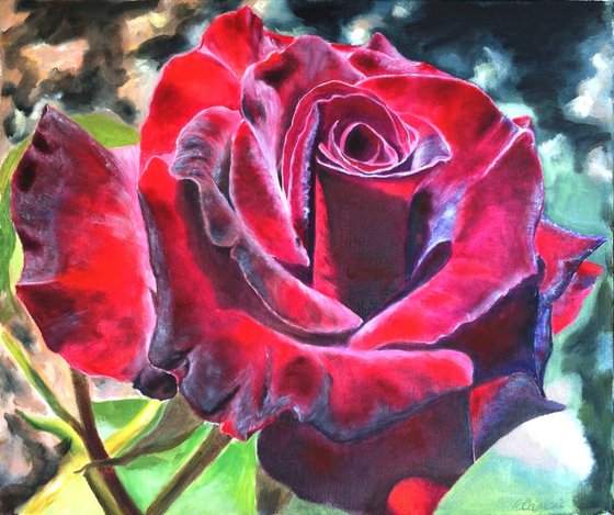 Blooming burgundy rose