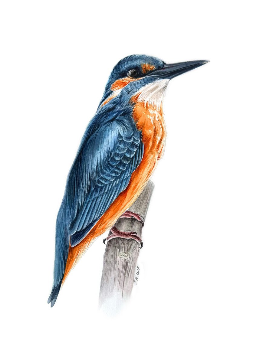 Illustrative Animal Watercolour By Julia Gorislavska, 10 X 14", On Fishing, Original Artwork