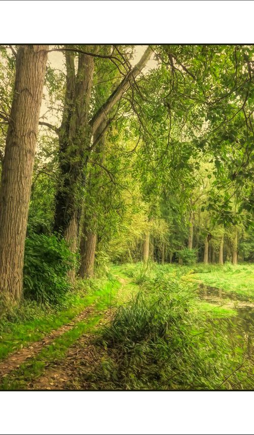 The Path by the River... by Martin  Fry