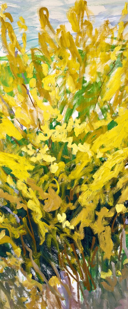Forsythia in my garden. by Lilia Orlova-Holmes