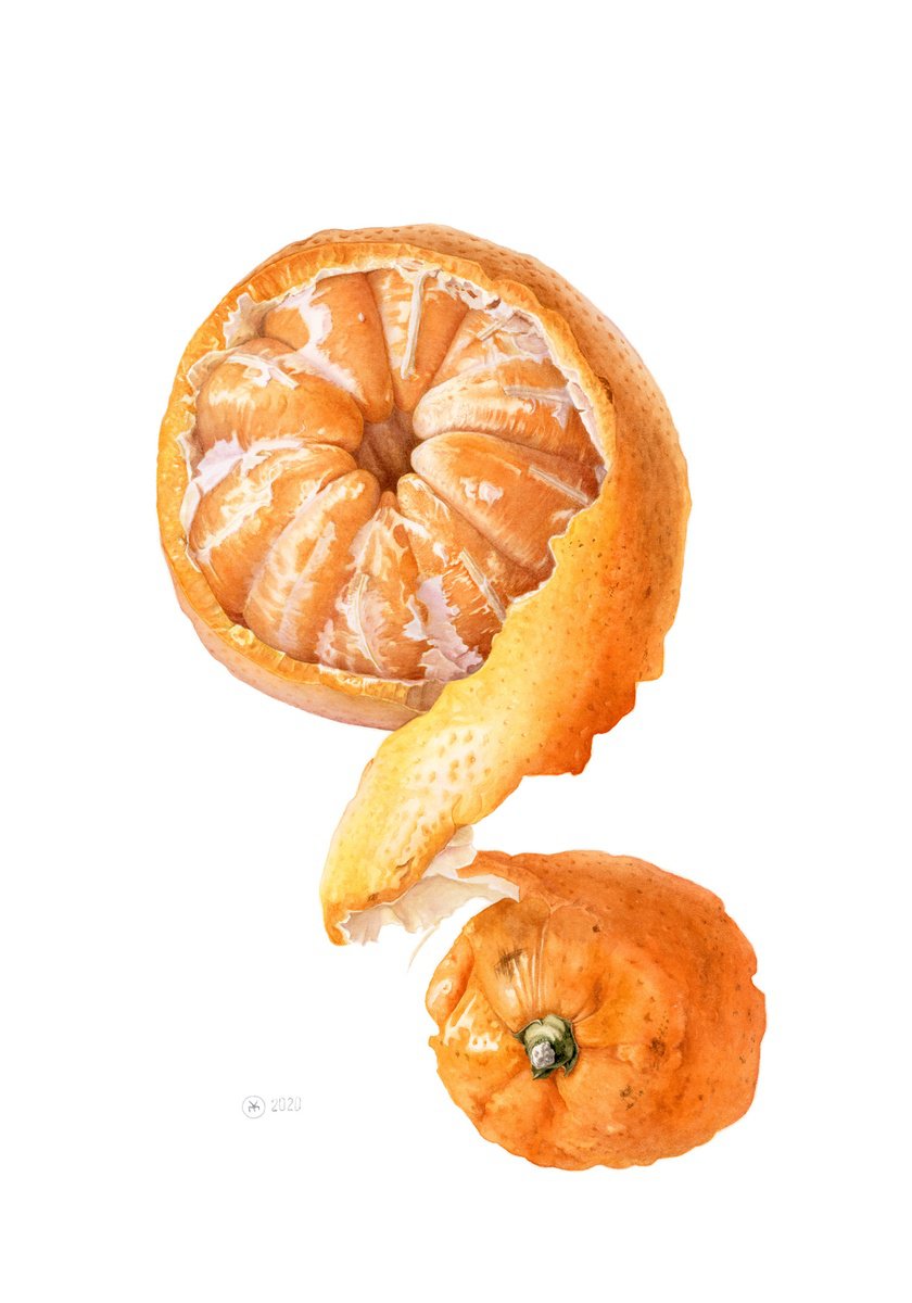 Photorealistic Botanical Watercolour By Yuliia Moiseieva, 14 X 20", Twisted Skin, Original Artwork