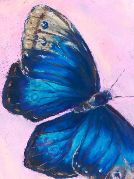 Original Soft Pastel Drawing Of Blue Morpho Butt Artfinder Learn how to draw four different animals with soft pastels, pastel pencils, and oil pastels in this comprehensive course that includes videos and step by step ebooks. original soft pastel drawing of blue morpho butterfly