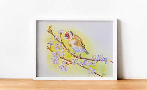 European Goldfinch (i)