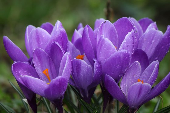 Crocuses in the rain