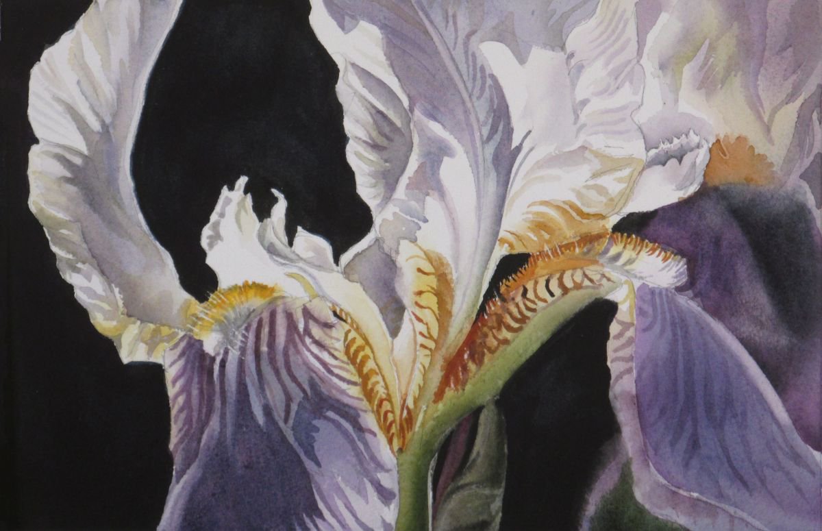 A painting a day #3 Iris with black by Alfred Ng