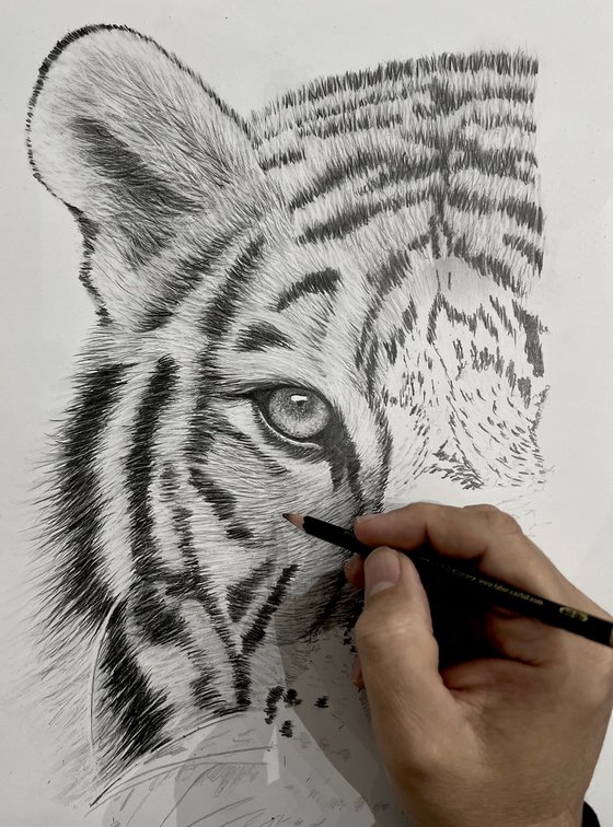 Rajah ~ The Tiger