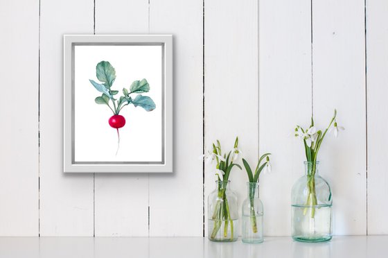 Radish. Original watercolour artwork.