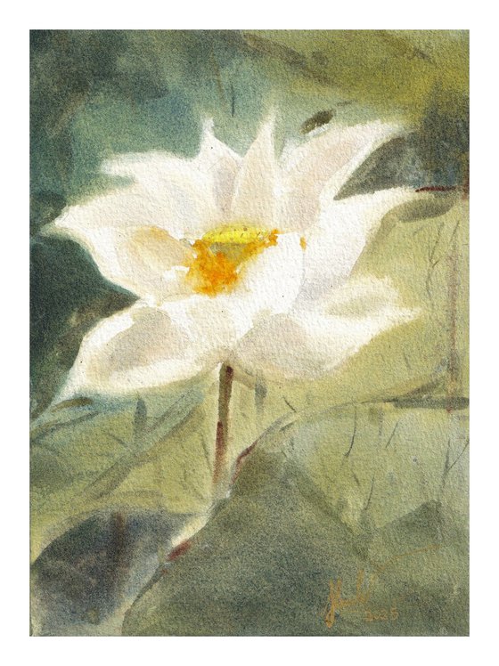 White Lotus