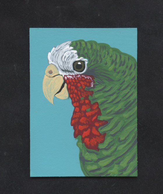 ACEO ATC Original Miniature Painting Parrot Cuban Amazon Pet Bird Art-Carla Smale