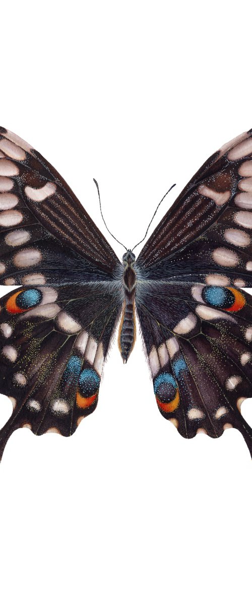 Papilio ophidicephalus (dorsal view) by Katya Shiova