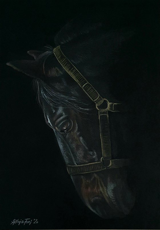 Horse portrait