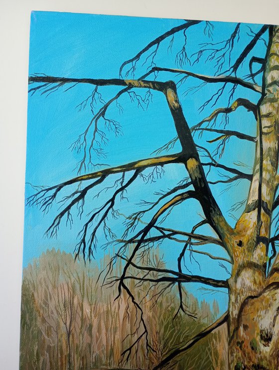 Lake District Tree-16x12 in