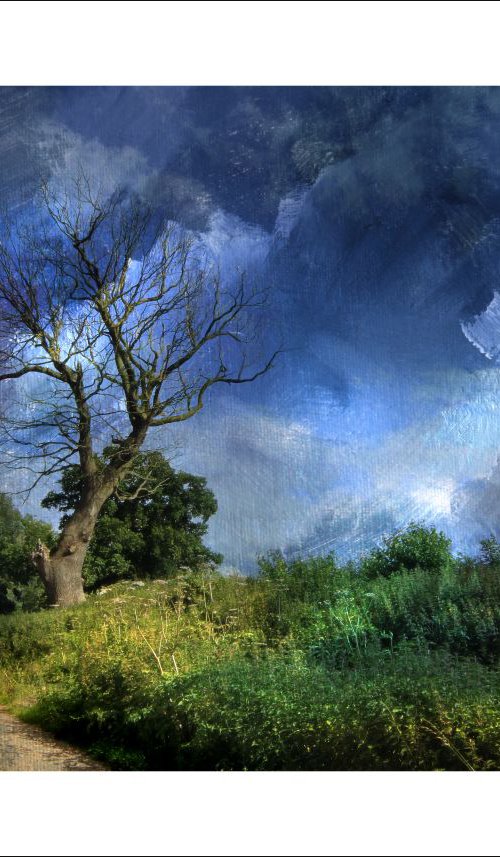 Tree & Painted Sky by Martin  Fry