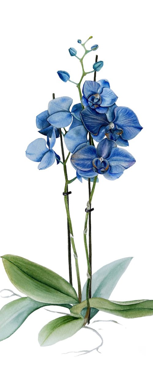 Blue orchid by Julia Gorislavska
