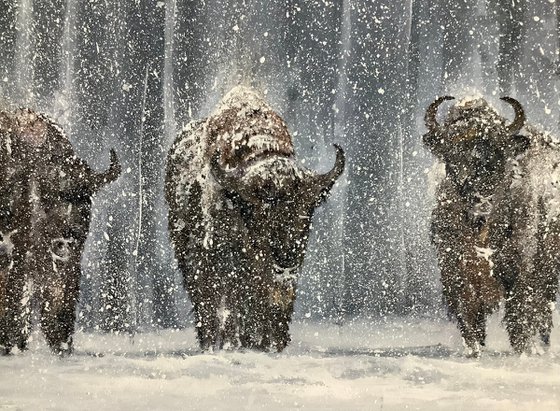 Buffaloes, Winter in Yellowstone