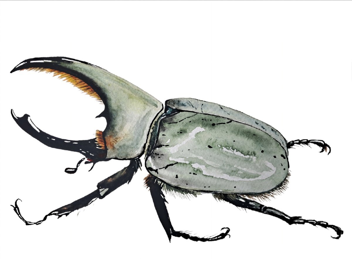 Animal Print By Yuliia Sharapova, 12 X 10", The Red-Eyed Hercules Beetle, Original Artwork