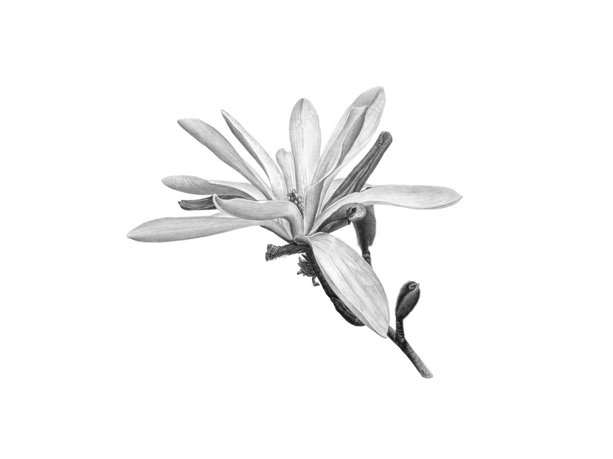 Photorealistic Pencil Drawing , White Magnolia, Botanical Illustration By Yuliia Prokopchuk, 17 X 11, Artwork For Sale On Artfinder