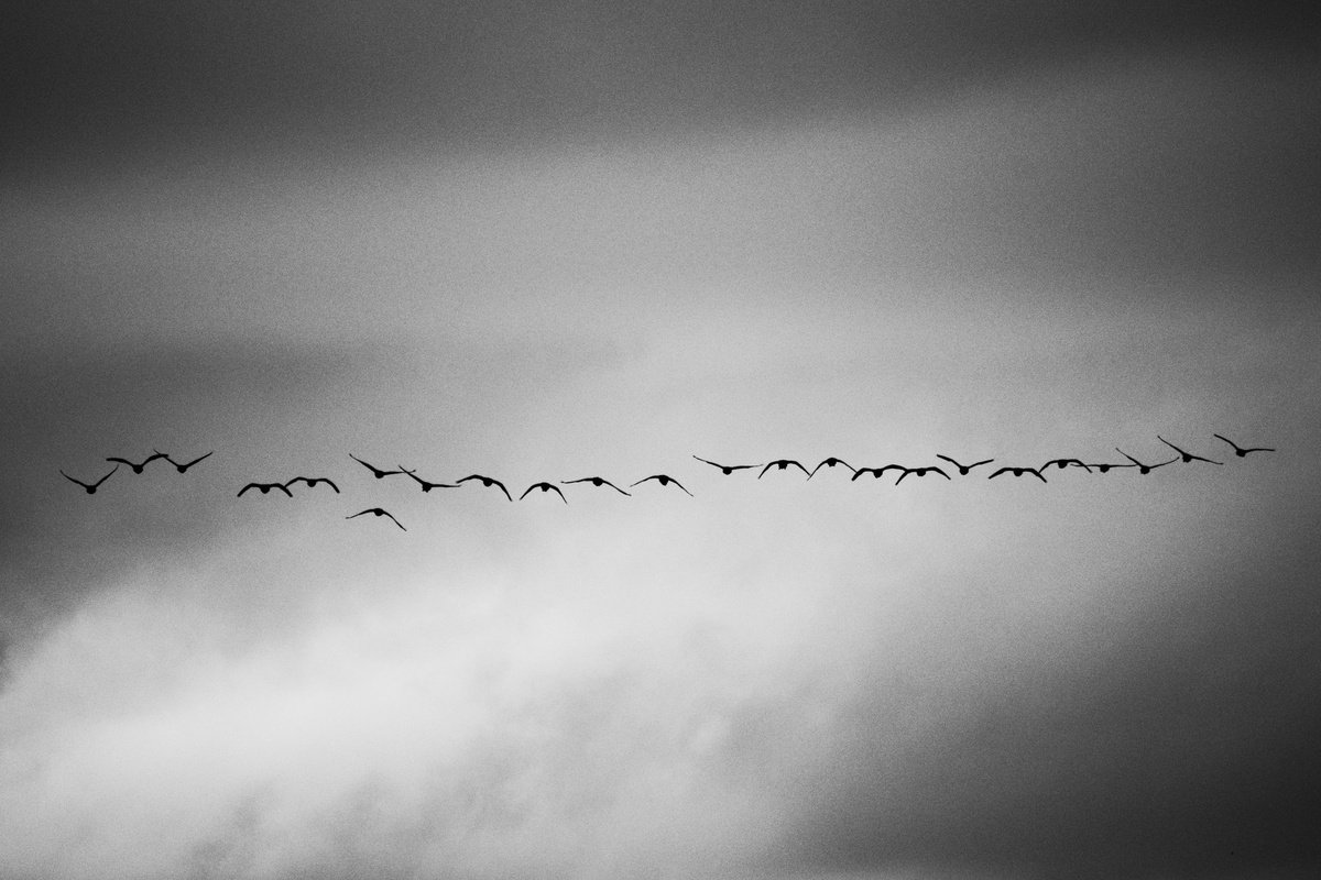 Skein of Geese [Framed; also available unframed] by Charles Brabin