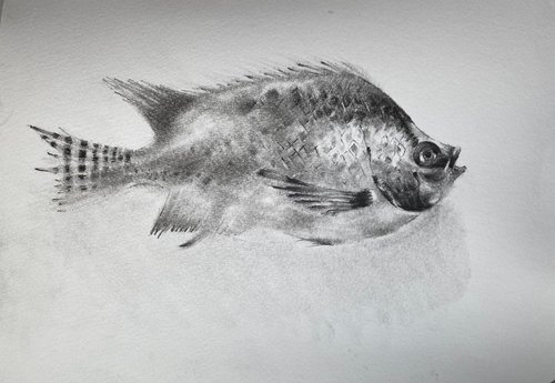 Sunfish by Paul Mitchell