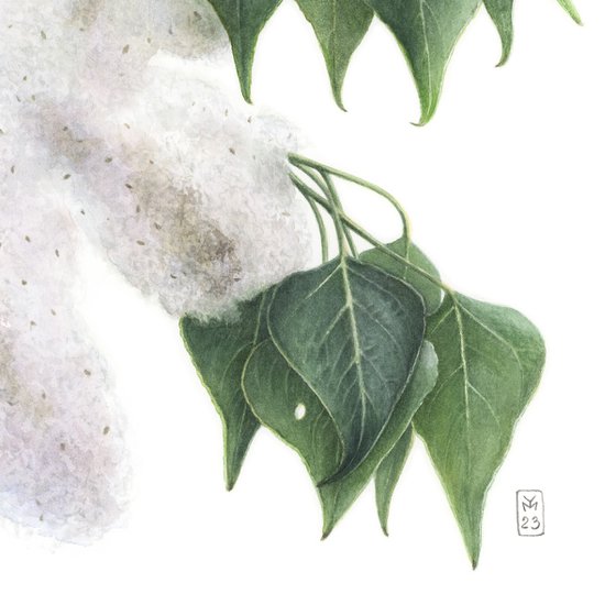 Poplar Fluffy Cat