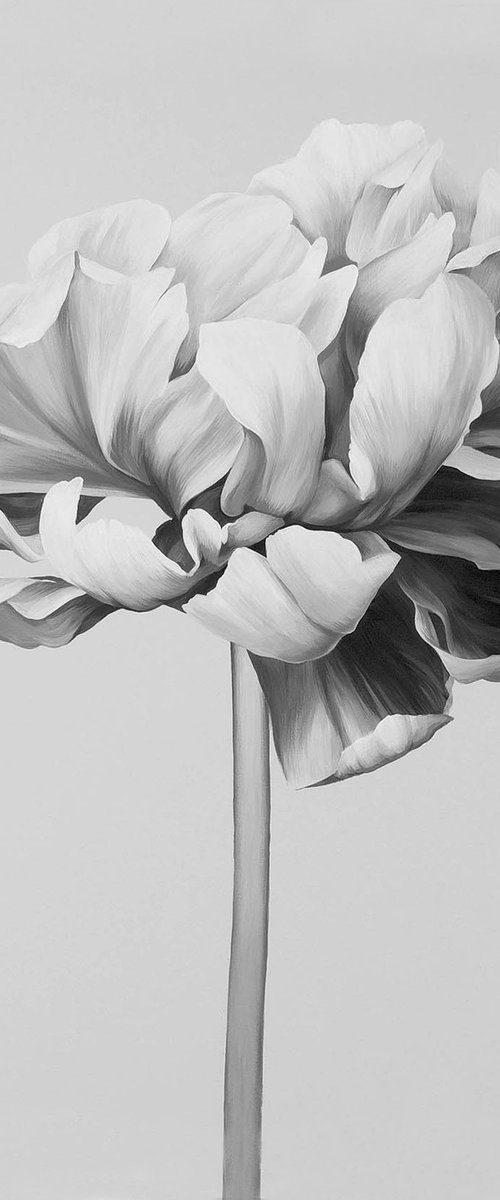 "Black and white peony" Black white flowers by Olha Tsapenko