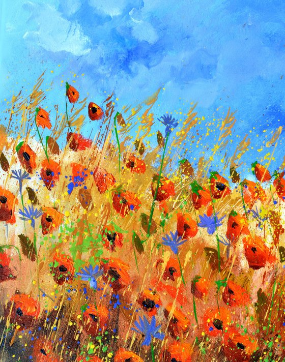 Red poppies 5624