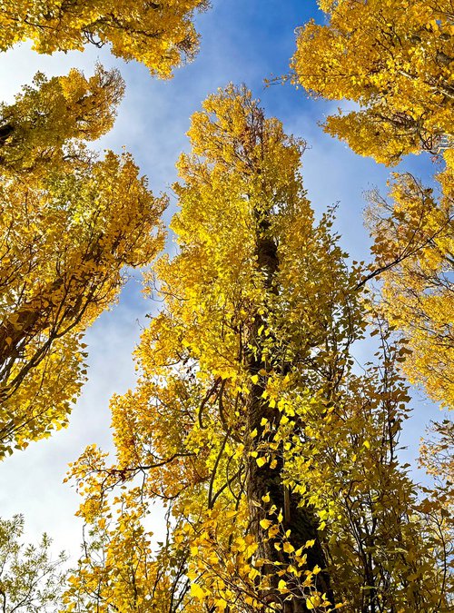 Golden leafed poplars by Alex Cassels