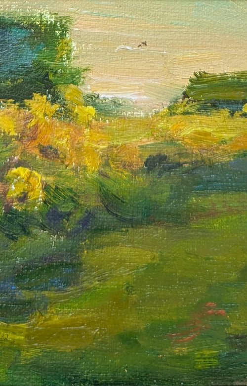 Sunflower field. Evening. by Olga Samar