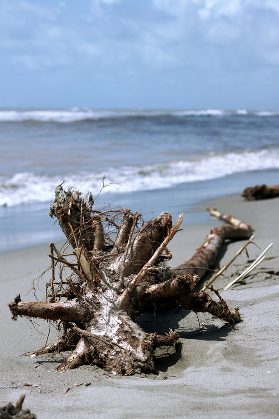 Wood in the sea no.8