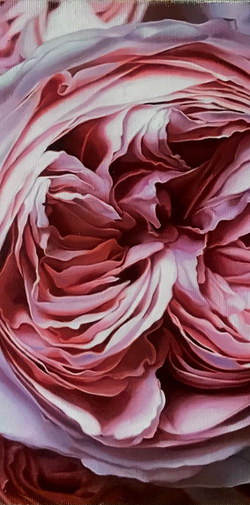 Pink roses by Darya Klunnikova