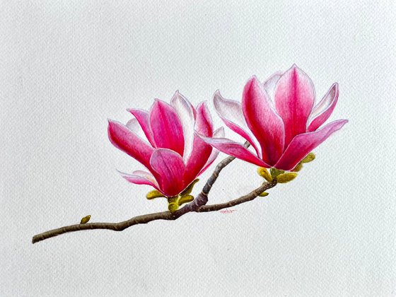 Pink Magnolia